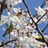 桜の中にメジロ発見