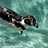 泳ぐフンボルトペンギン
