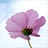 コスモスの花