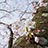 桜を見上げる