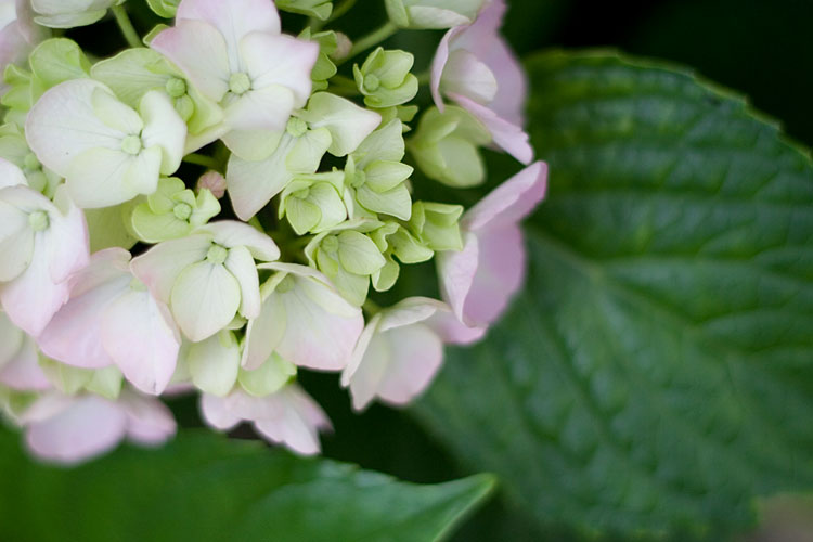 紫陽花