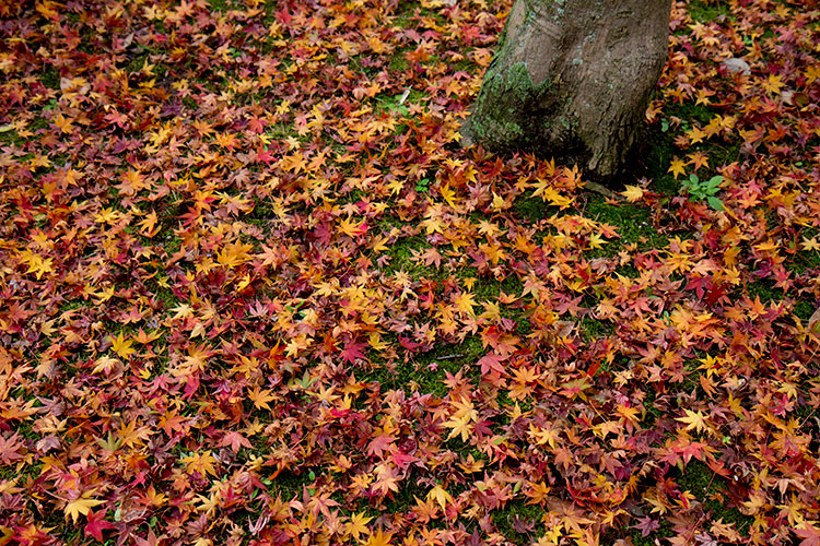 紅葉