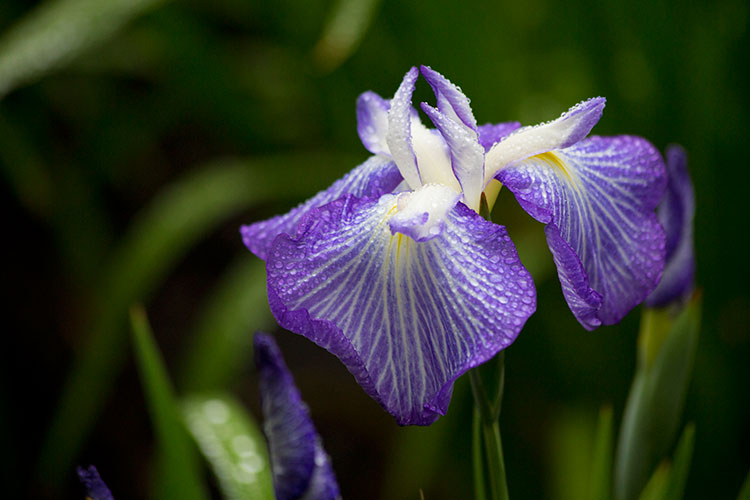 花菖蒲